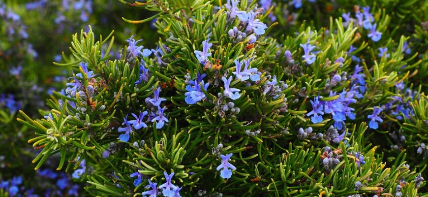 розмарин користь і шкода