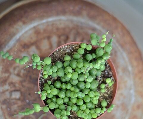 що означає червона нитка на руці