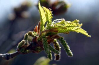 напів новий