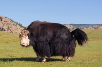 що означає як мокре горить