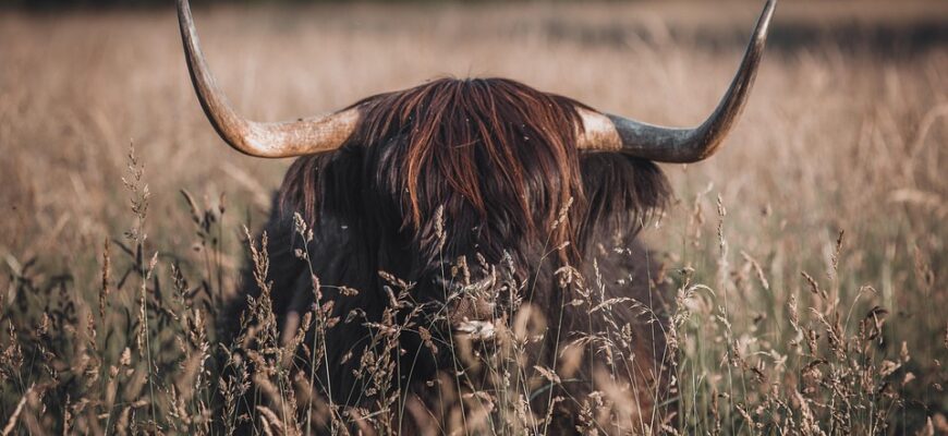 що означає коли сниться корова червона