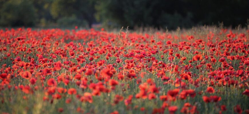 що означає на обліку в резерв+