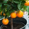Мандарин в горшке