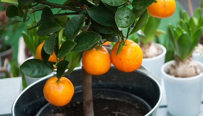 Мандарин в горшке
