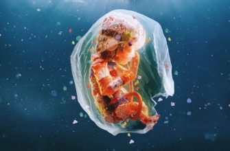 Як пластик впливає на нас ще до народження, і що з цим робити